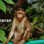 Mount Abu in Lush Aravalli Hills,An Oasis of Rajasthan