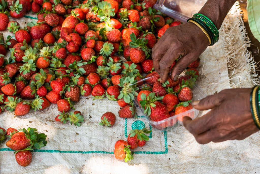 "Mahabaleshwar Strawberry farm"