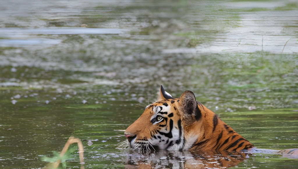 Jim Corbett National Park