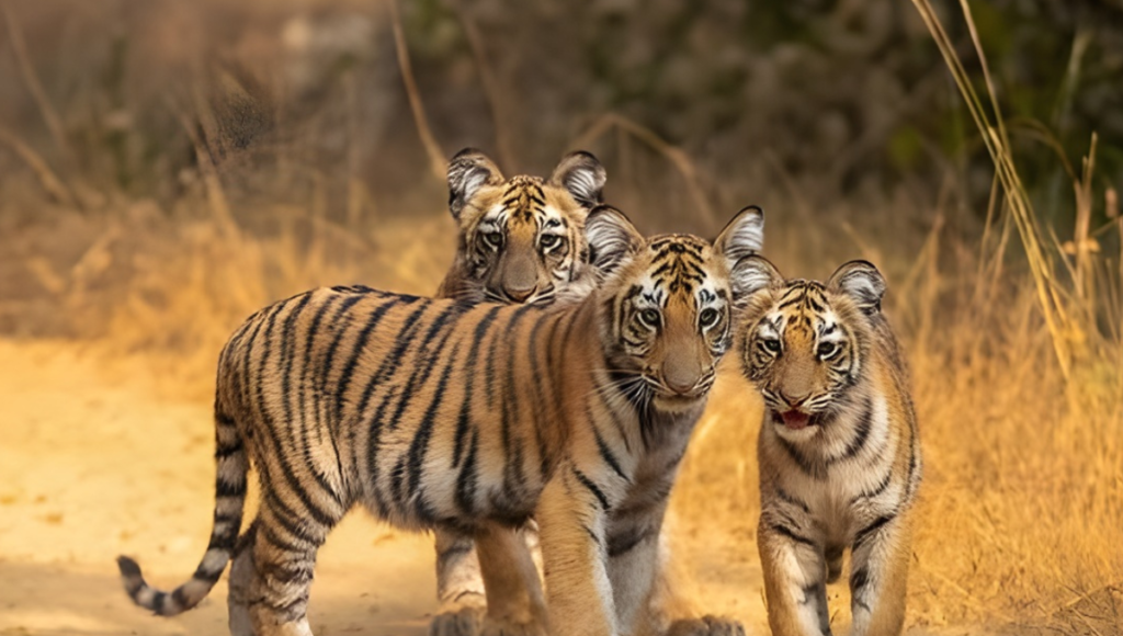 Jim Corbett National Park