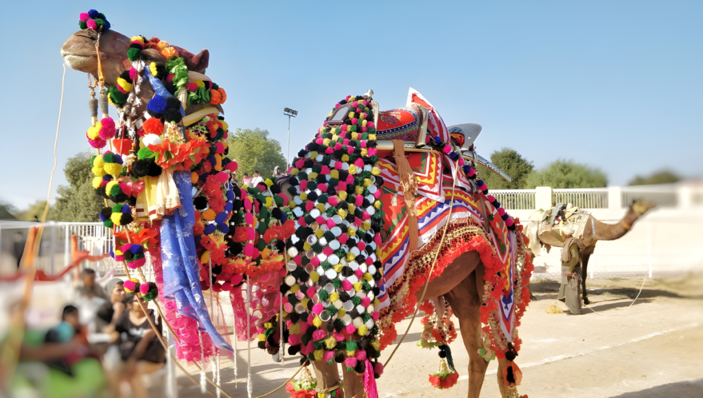 Bikaner Camel festival