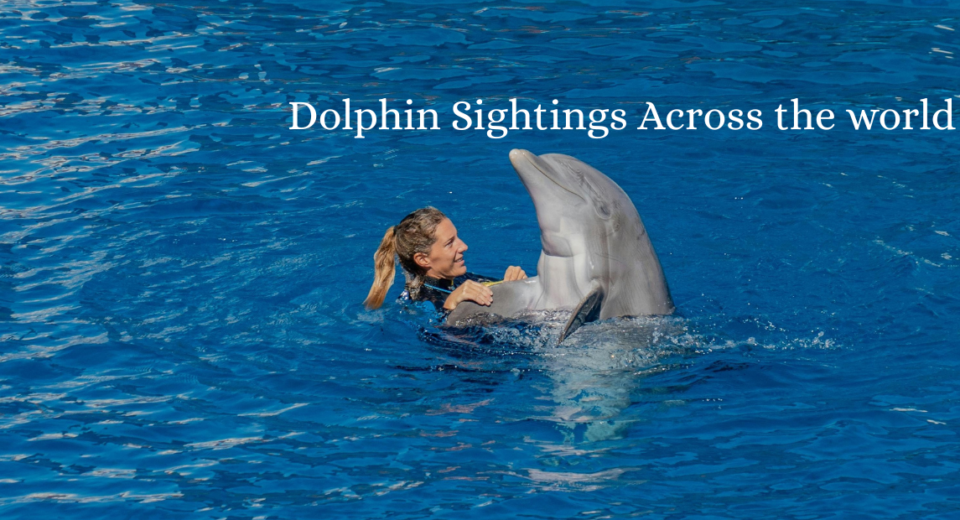 Dolphin
