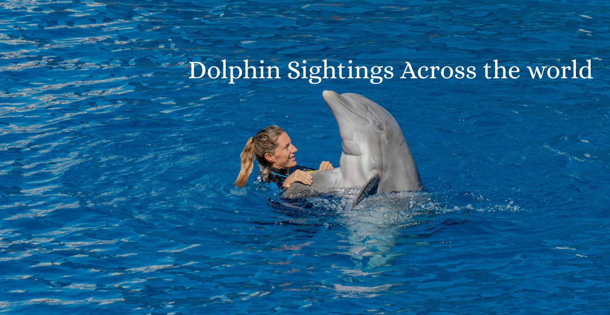 Dolphin