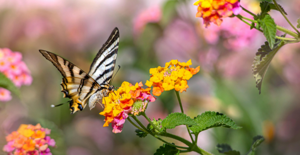 Butterflies