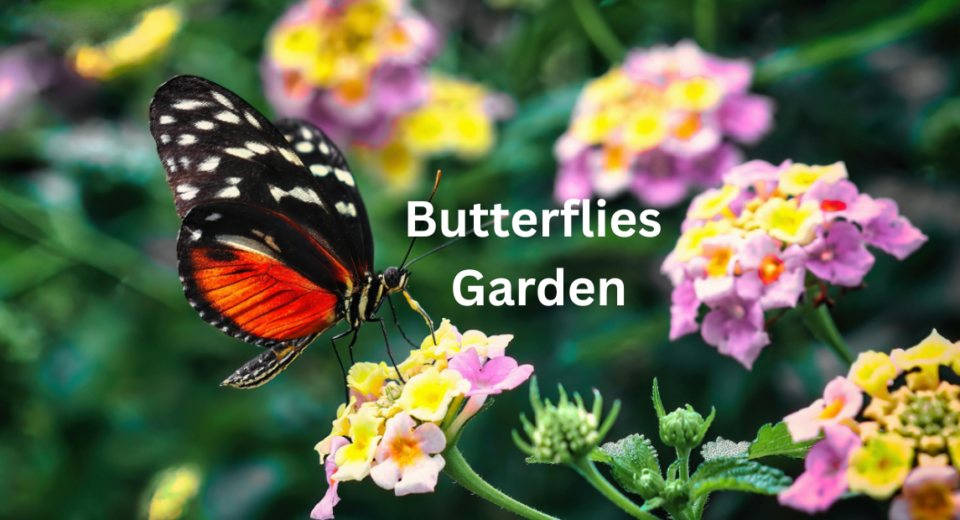 Butterflies