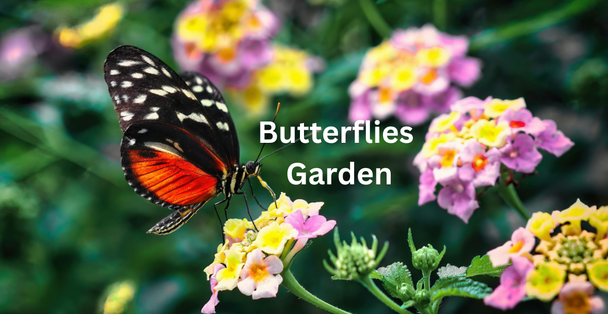Butterflies