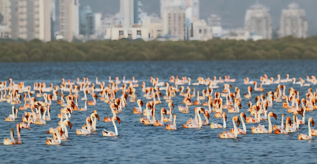 Flamingos