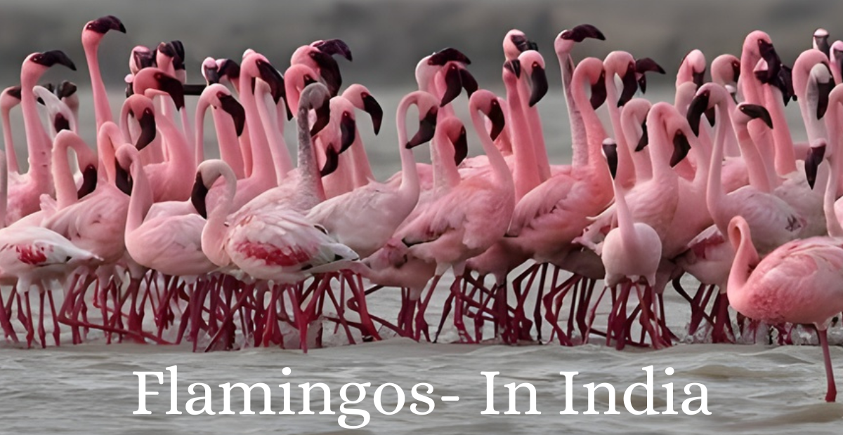 Flamingos