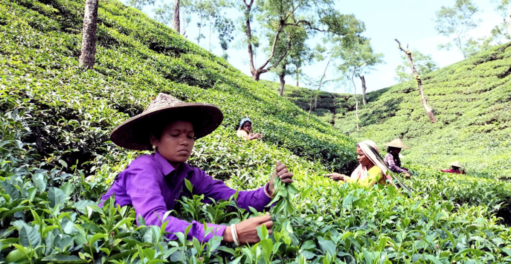 Assam