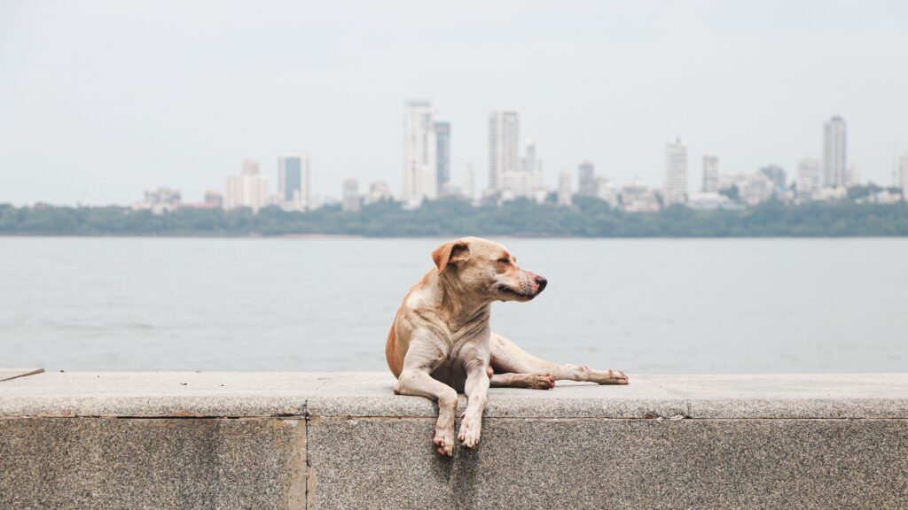 Girgaon Chowpatty